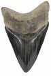 Robust, Serrated, Fossil Megalodon Tooth #56502-1